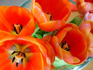 Image showing orange tulips