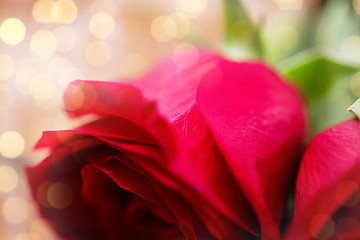 Image showing close up of red rose flowers