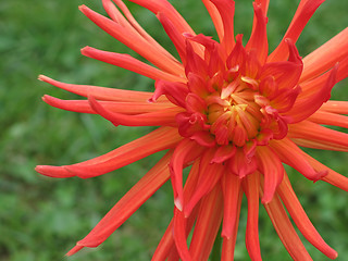 Image showing blooming red dahlia