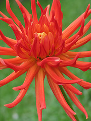 Image showing blooming red dahlia