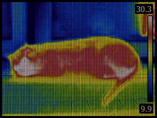 Image showing Cat Infrared Image