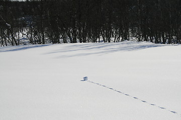 Image showing Small snowball rolling