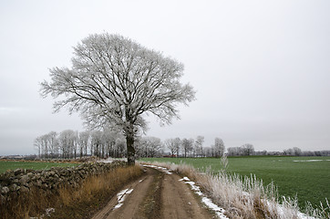 Image showing Frosty tree by a country road