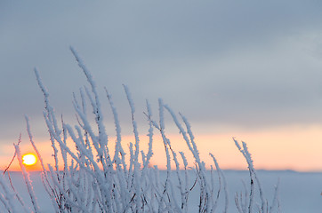 Image showing Hoar frost by the setting sun