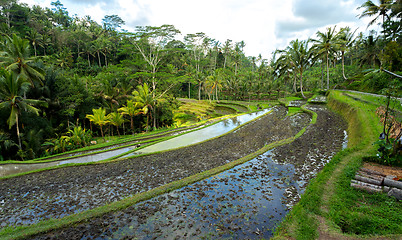 Image showing Rice terraced paddy fields in Gunung Kawi