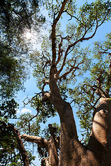 Image showing treetop in chobe, Botswana