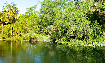 Image showing flora on indonesian pond