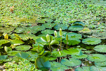 Image showing water lily in small pond