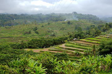 Image showing Rice terraced paddy fields