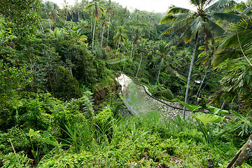 Image showing Rice terraced paddy fields in Gunung Kawi