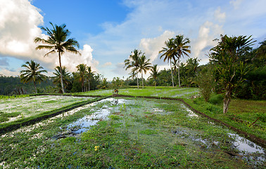 Image showing Rice terraced paddy fields