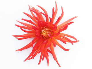 Image showing blooming red dahlia