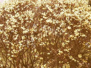 Image showing Retro looking Forsythia flowers