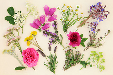 Image showing Medicinal Herbs and Flowers