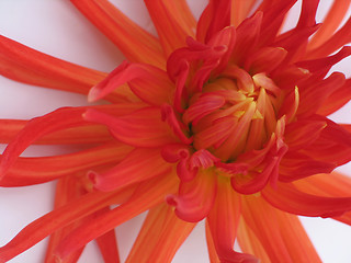 Image showing blooming red dahlia