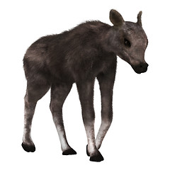 Image showing Caribou Calf on White