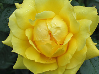 Image showing wet yellow rose