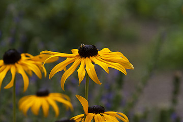 Image showing orange coneflower