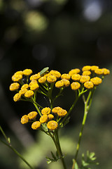 Image showing tansy