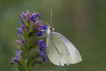 Image showing white butterfly