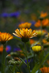 Image showing pot marigold