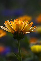 Image showing marigold