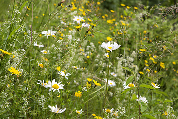 Image showing Wildflower meadow