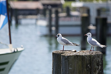 Image showing Sea gulls sitting at a pier