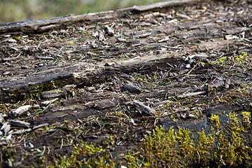 Image showing Surface of a felled tree