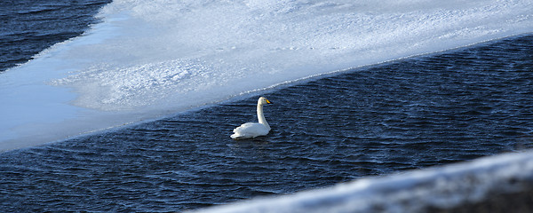 Image showing Swan at a frozen lake