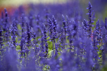 Image showing Field of purple Salvia