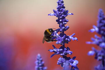 Image showing Closeup of a bumblebee in a field of purple salvia