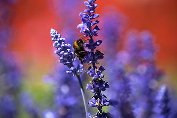 Image showing Closeup of a bumblebee in a field of purple salvia