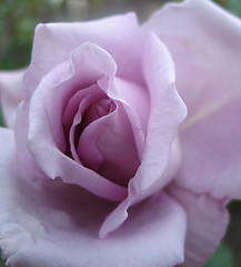 Image showing lilac rose