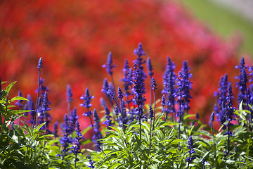 Image showing Field of purple Salvia