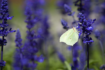 Image showing Closeup of a butterfly in a field of purple salvia