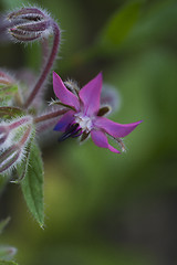 Image showing starflower