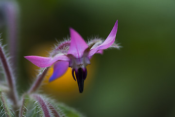 Image showing Borago officinalis