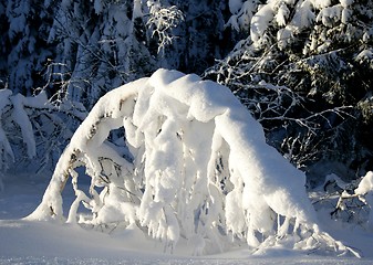 Image showing Bent tree with snow