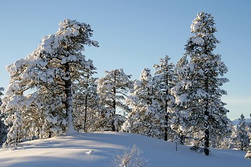 Image showing Snowy pines