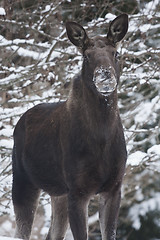 Image showing moose