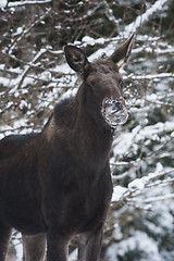 Image showing moose