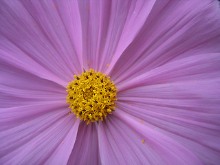 Image showing blooming lilac flower