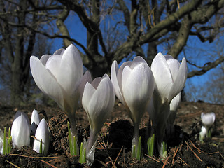 Image showing blooming crocuses