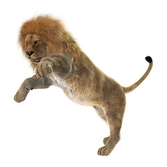 Image showing Male Lion on White