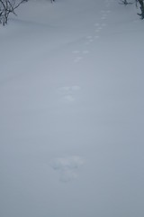 Image showing Rabbit tracks in snow