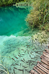 Image showing Fishes in clear water of Plitvice Lakes, Croatia