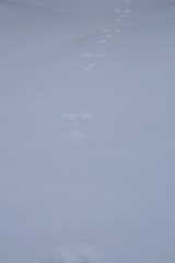 Image showing Rabbit tracks in snow