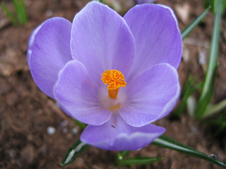 Image showing blooming crocus