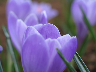 Image showing blooming crocuses